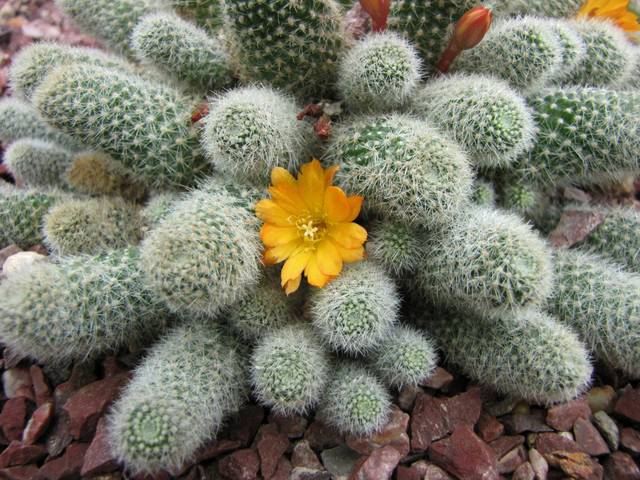 Rebutia aureiflora