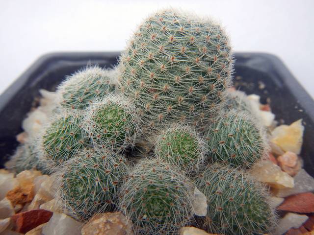 Rebutia heliosa en hiver