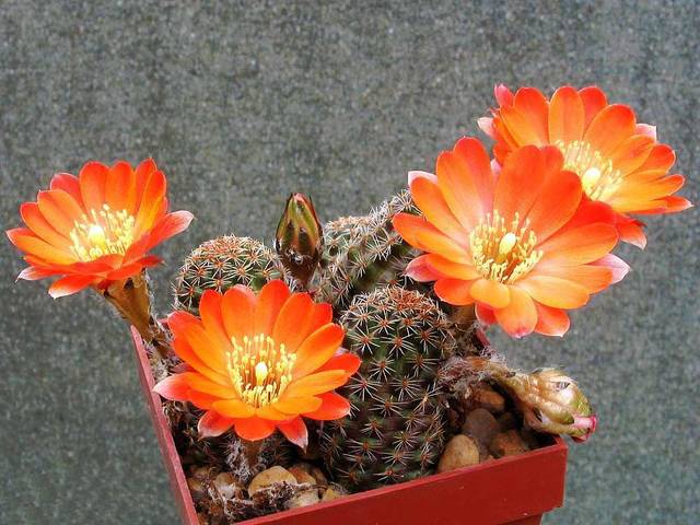 Rebutia pygmaea