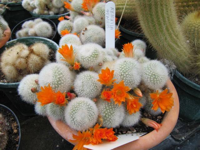 Rebutia senilis