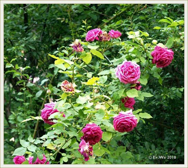 Rosier 'Madame Isaac Pereire'