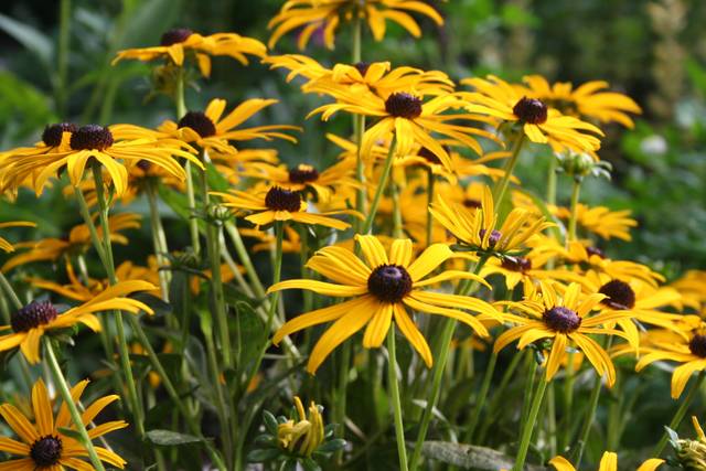 Rudbeckias