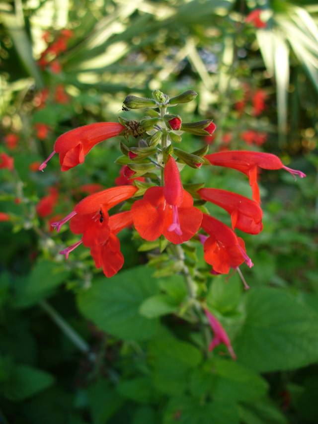 Sauge rouge (salvia coccinea)