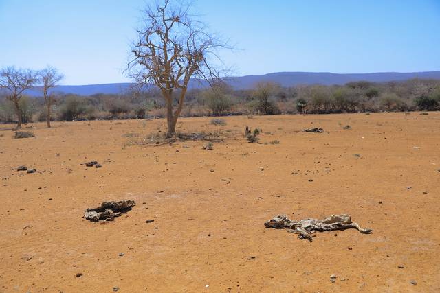 Sécheresse en Ethiopie (2022)