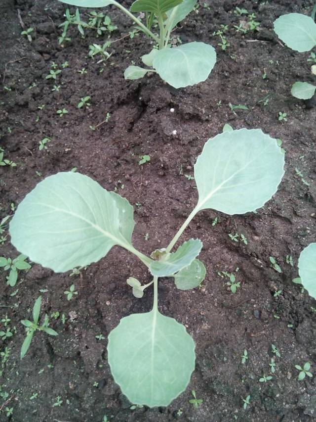 Semis de choux au jardin