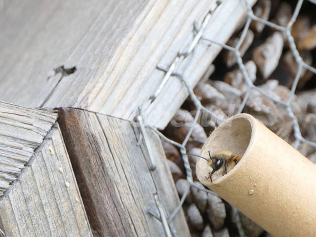 Une abeille maçonne sort du tube !