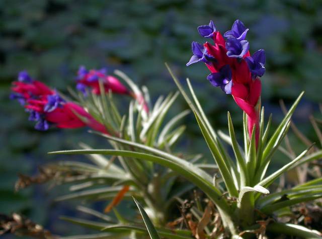 Tillandsia aeranthos, lithophyte facultatif