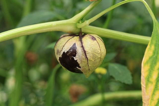 Tomatillo du Mexique : fruit mûr