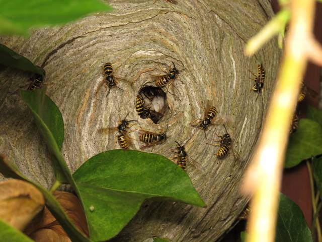 Nid de guêpes (Vespula vulgaris)
