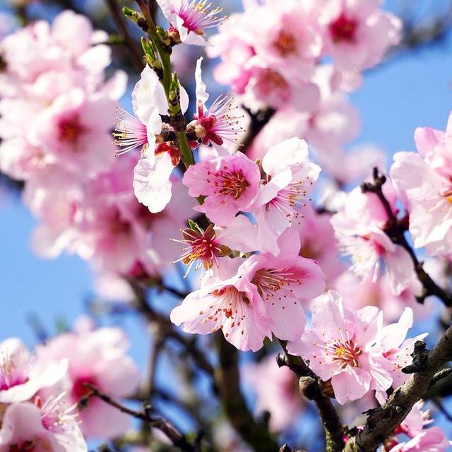 Amandier en fleurs