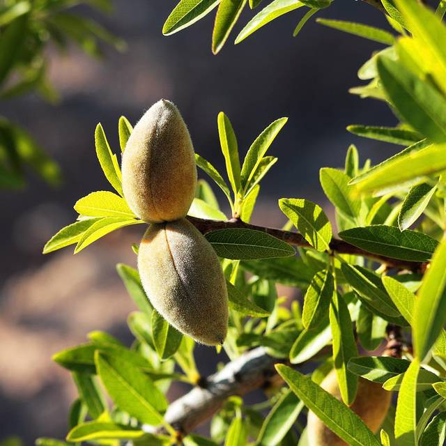 Amandier (amandes vertes et feuillage)