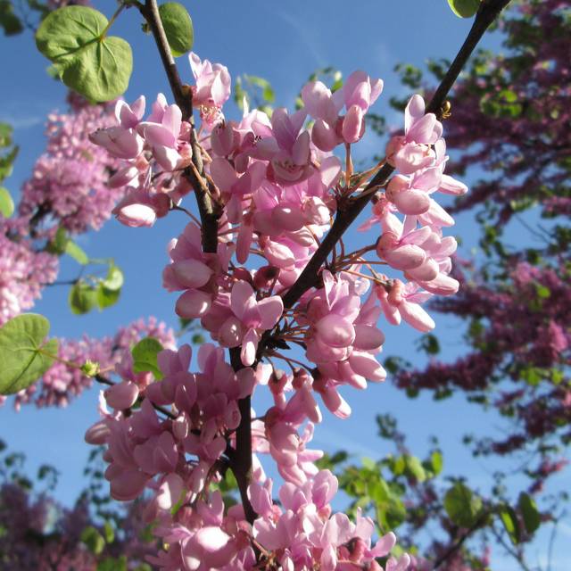Arbre de Judée : détail de la floraison