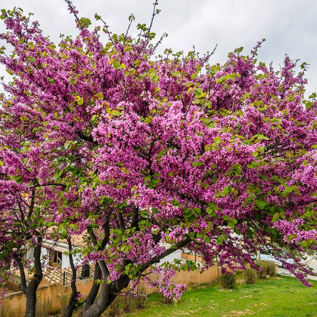 Cercis siliquastrum en fleurs