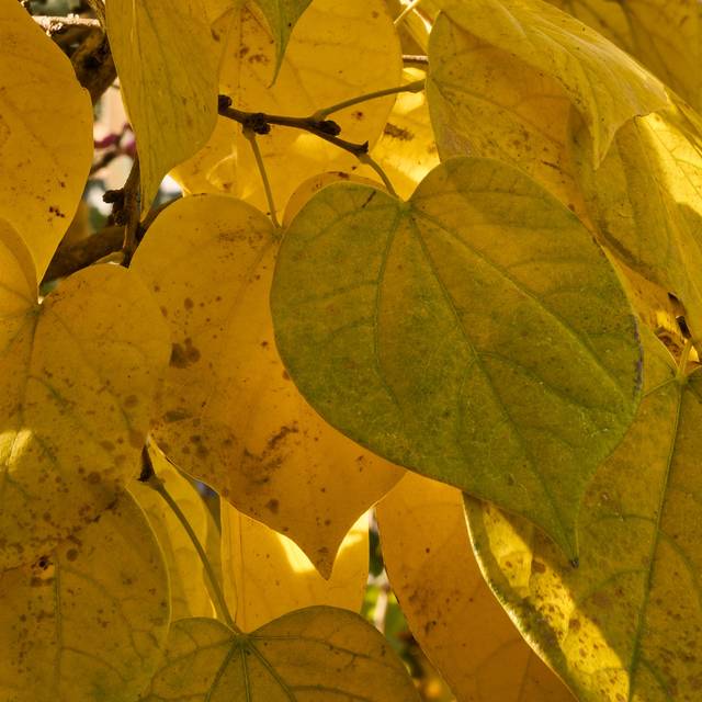 Cercis siliquastrum : feuillage d'automne