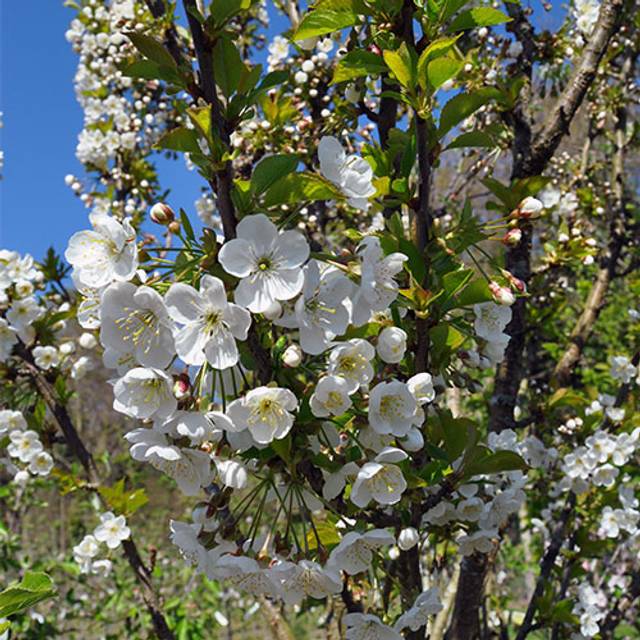 Cerisier nain 'Maynard' (floraison)