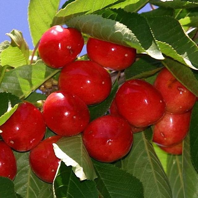 Cerisier nain 'Maynard' (cerises)