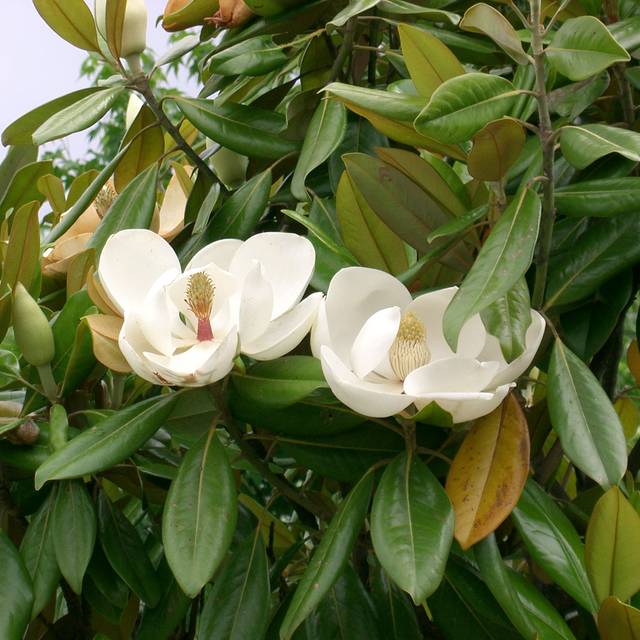 Magnolia grandiflora 'Galissonière' (fleurs)