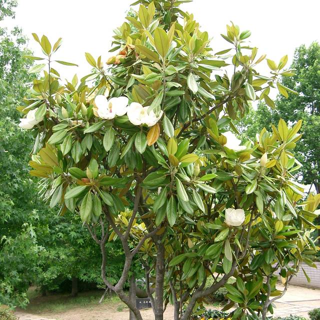 Magnolia grandiflora 'Galissonière'
