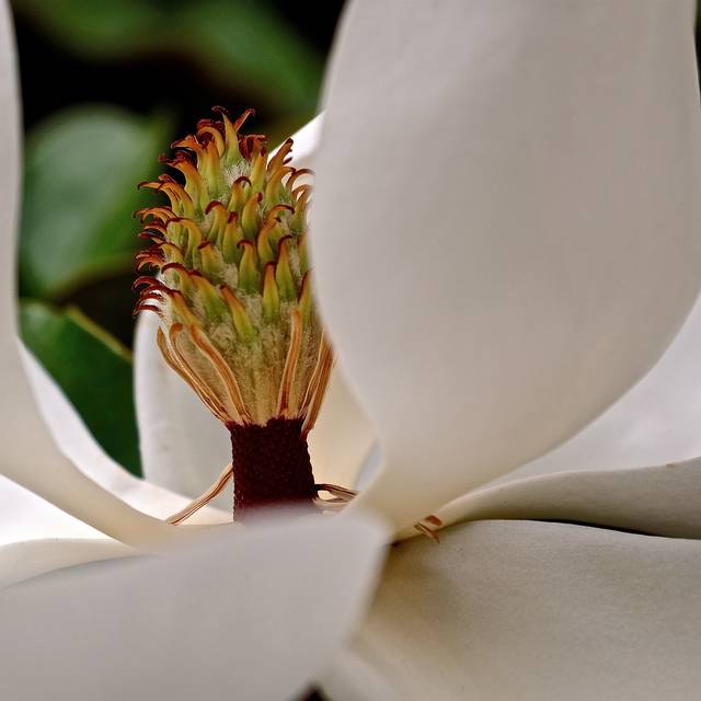 Magnolia grandiflora 'Little Gem' (fleur)