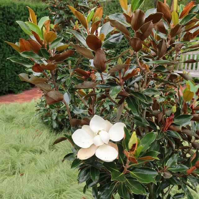 Magnolia grandiflora 'Little Gem'