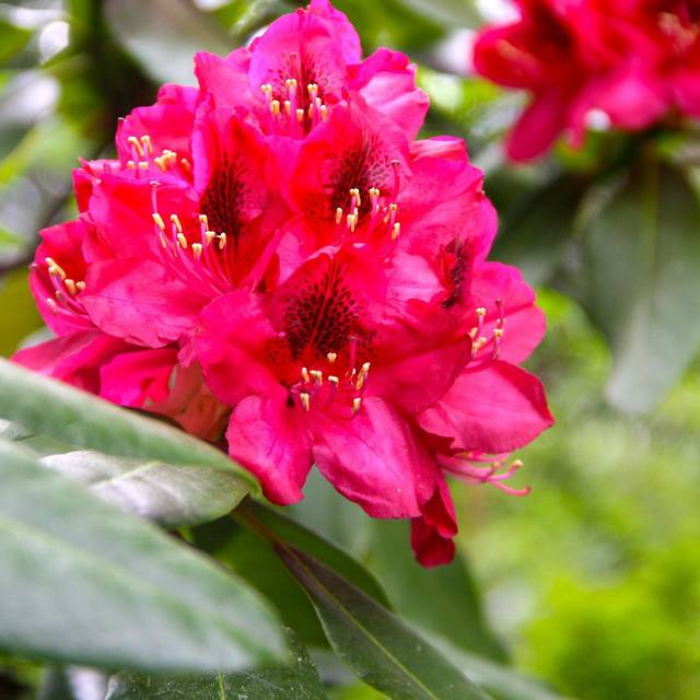 Rhododendron 'Lord Robert' - détail des fleurs