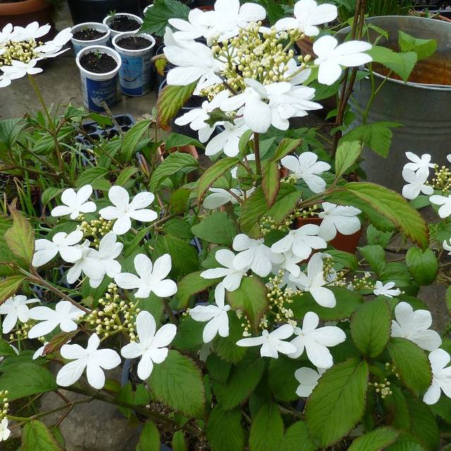 Viburnum plicatum v tomentosum 'Watanabe'