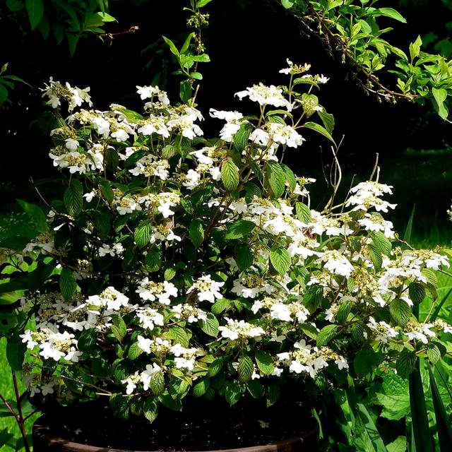 Viburnum plicatum 'Watanabe' - au jardin