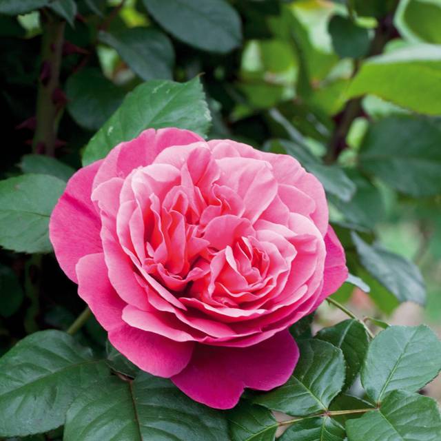 Rosier Line Renaud (c)Meilland international 2