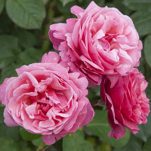 Rosier Line Renaud (c)Meilland international