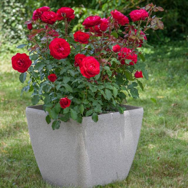 Rosier Mona Lisa (c)Meilland international 2