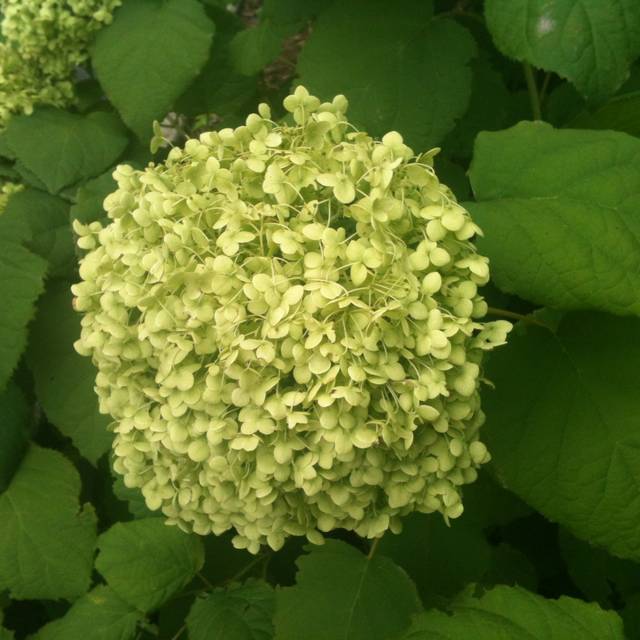 Hydrangea arborescens 'Annabelle' - zoom fleur verte - Flickr