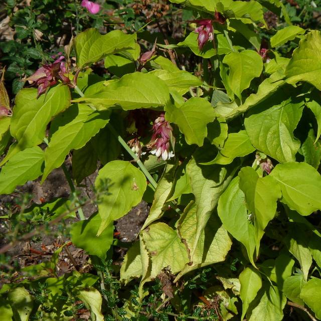 Leycesteria formosa 'Golden Lanterns' - vue d'ensemble - Flickr