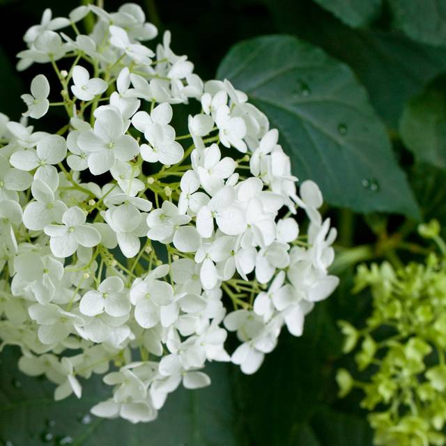 Hydrangea arborescens 'Annabelle' - zoom fleur - Flickr