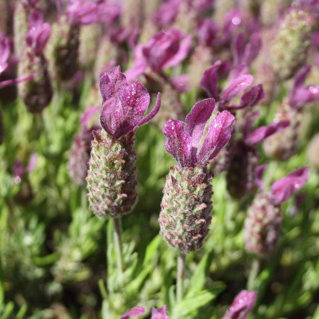 Lavandula stoechas - Flickr - kaatjevervoort