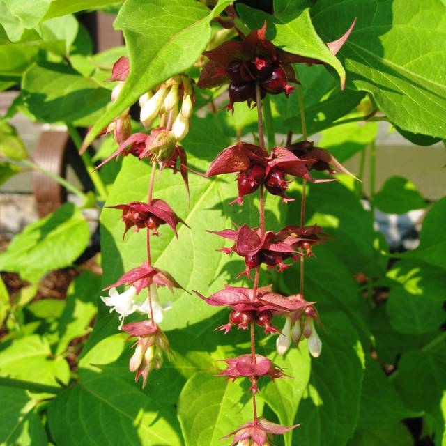 Leycesteria formosa 'Golden Lanterns' - fleurs - Flickr