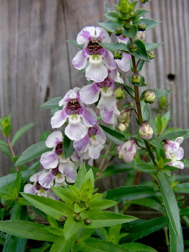 Р¦РІРµС‚РѕРє Angelonia angustifolia