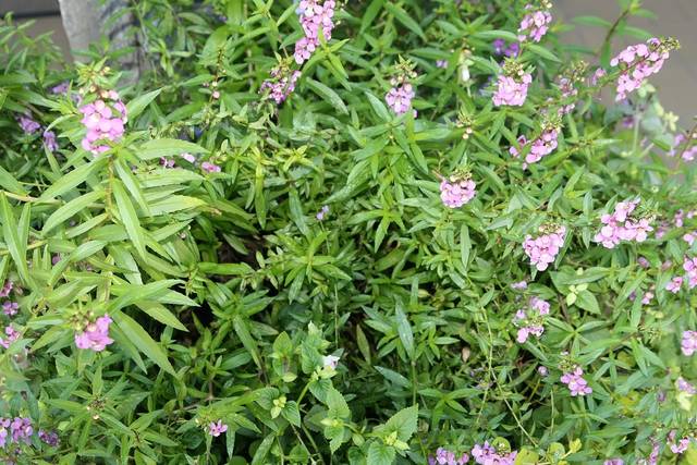 Angelonia angustifolia