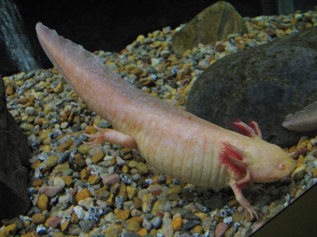 Axolotl albinos