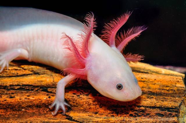 Axolotl : qui est cet étrange animal, et comment l'élever ?