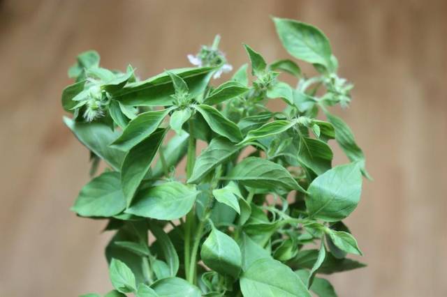 Basilic Lime (thaï citron)