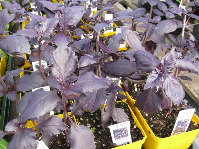 Basilic Osmin rouge