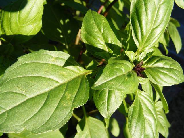 Basilic sacré (tulsi)