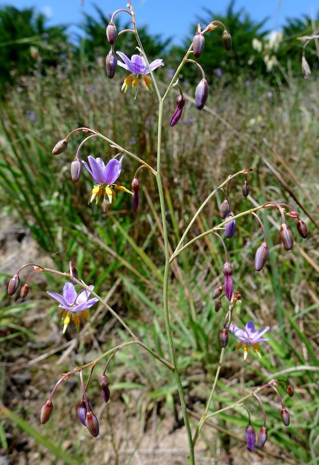 Dianella amoena