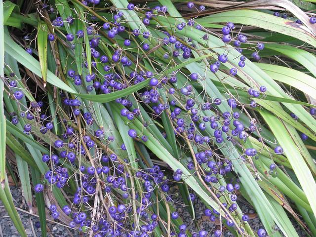 Dianella : baies et feuillage