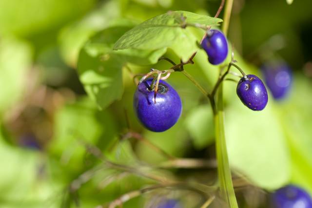 Baies de Dianella
