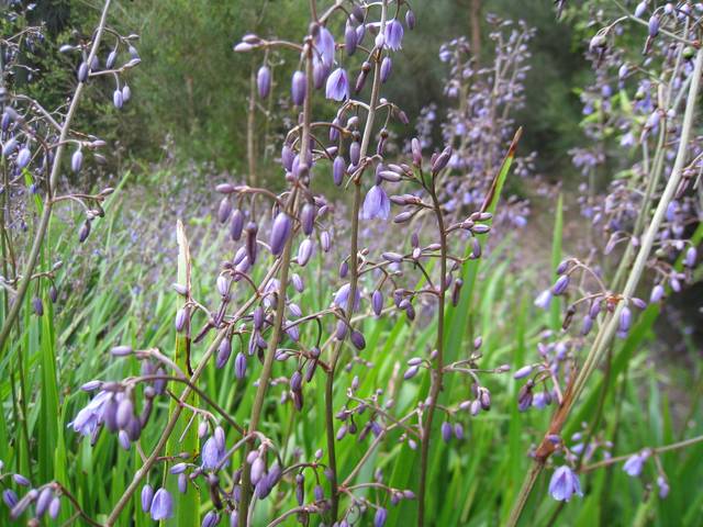 Dianella revoluta