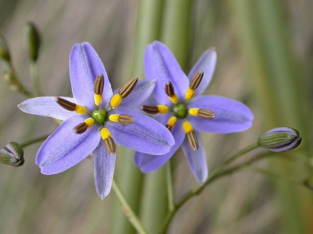 Dianella revoluta