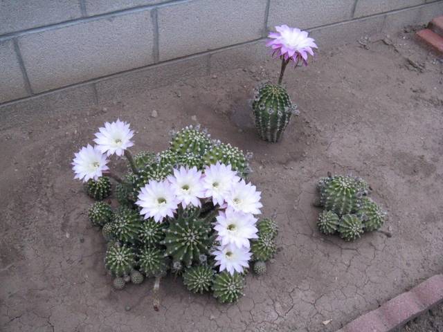 terreau cactus et plante grasse – Les Serres Michaud