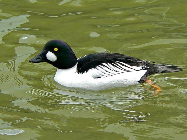 Garrot à oeil d'or (canard migrateur)