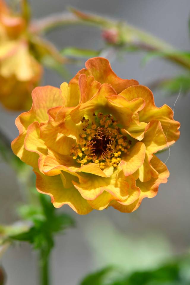Geum ’Tutti Frutti’